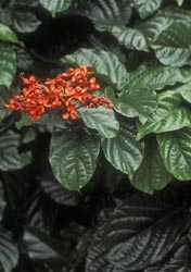 clerodendrum splendens thumbnail graphic